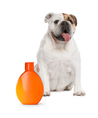 Cute English bulldog and bottle of dog shampoo on white background