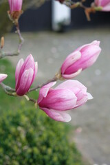 FU 2021-04-04 Ostertour 160 Am Zweig blühen Magnolienblüten