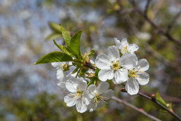 White flowers on a fruit tree branch on a sunny spring day. Selective focus. Beautiful spring background. Photo of beautiful white flowers on a tree in early spring, blurred background.