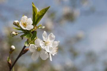 White flowers on a fruit tree branch on a sunny spring day. Beautiful spring background. Photo of beautiful white flowers on a tree in early spring, blurred background. Selective focus.