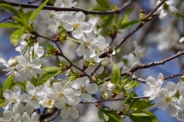 Photo of beautiful white flowers on a tree in early spring, blurred background. Beautiful spring background. Selective focus. A branch blooming with white flowers on a blurred natural background.