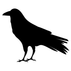bird silhouette, on white background, isolated, vector