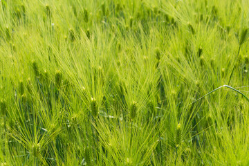 green barley field