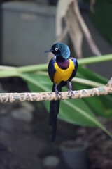 kingfisher on a branch