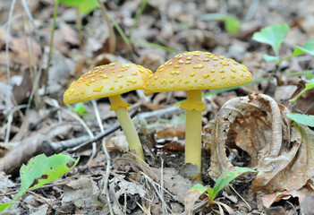 Poisonous mushrooms fly-agaric (Amanita flavipes)