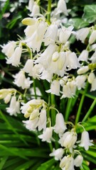 Obraz premium white flowers in the garden