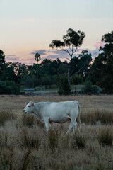 white cow at dusk