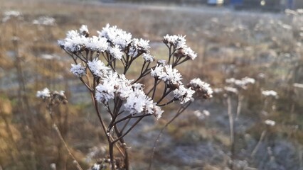 white flower with frost