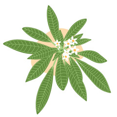 Plumeria leaves and flowers simple flat, white tropical flower, green exotic leaves vector illustration
