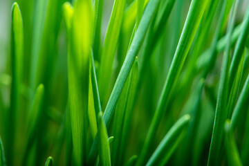 Close-up of growing fresh grass in soft focus. Green background on the theme of freshness, good mood and well-being.