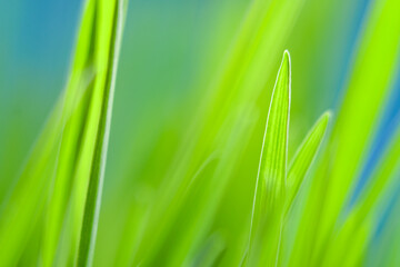 Close-up of fresh grass in soft focus. Green background on the theme of ecology and natural products.