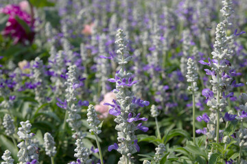 beautiful flowers in the flower field