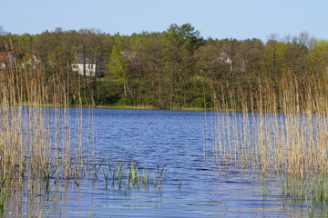 lake with water reeds