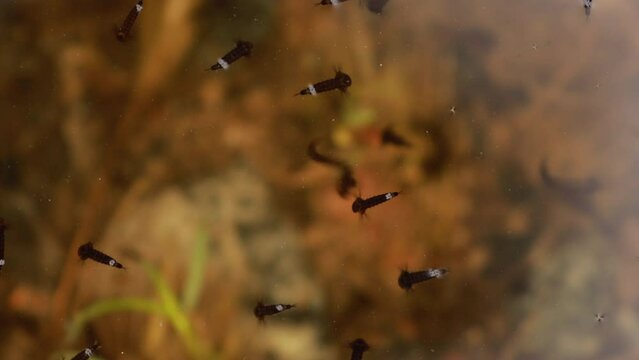 Culex larvae mosquito larva insects in lake water. spring season. Culex larvae, many Mosquito, Mosquitoes under water.