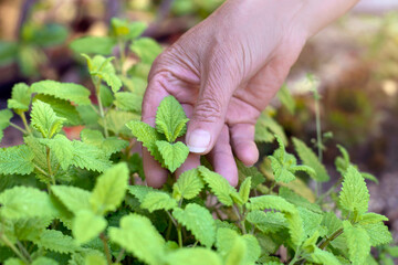Close-up of the hand of a senior woman picking some lemon balm leaves from her garden to prepare an...