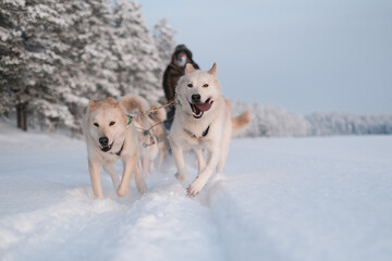 husky dogs © charles_ariza