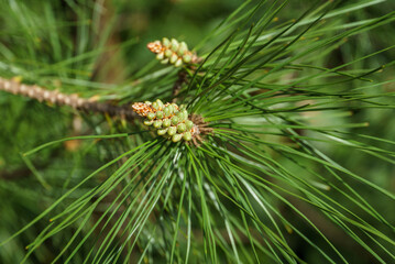 Naklejka na ściany i meble Young green pine male cones among the very long needles of Calabrian or Turkish Pine (Pinus brutia). Landscape for any spring wallpaper.