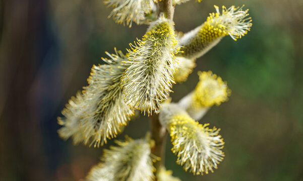 Fluffy blooming Male catkins Goat Willow (Salix caprea), known as pussy willow or great sallow.  Nature concept for design.