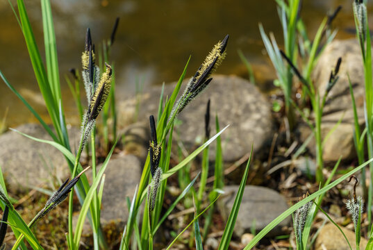 Blooming Sedge ‘Carex Nigra’(Carex melanostachya) Black or common sedge on garden pond shore. Nature concept for spring design