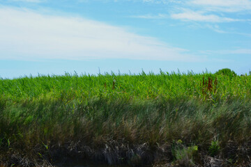 Salt marsh at the lagoon in venice
