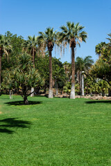 Palm trees in a green park on a sunny day. Tenerife. Canary Islands.