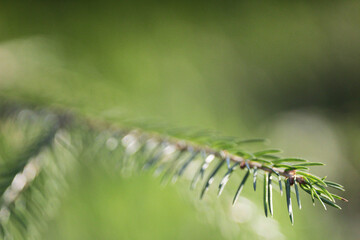 Spruce branch on a green background.