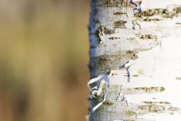 Birch in the forest thicket.