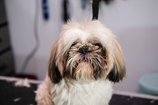 Cute image of a female veterinarian hugging an adorable Shih Tzu breed dog