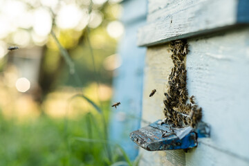 Bees fly out and return to the hive in the summer. Flight of bees near the hive in the garden.