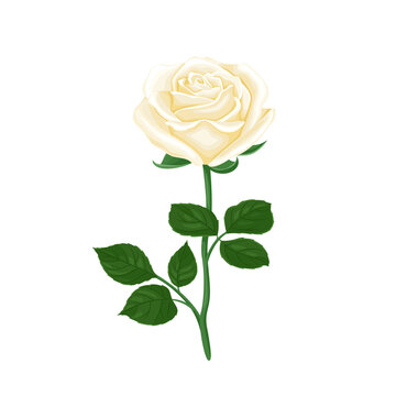 White rose flower with green stem and leaves isolated. Vector floral illustration in cartoon flat style.