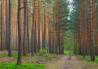 A beautiful horizontal view in the middle of a pine forest in early spring