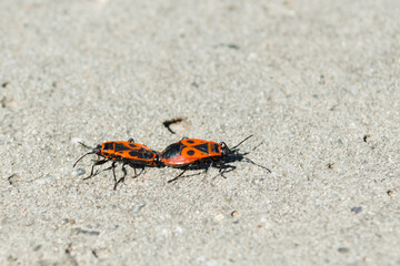 Two red and black insects isolated on a gray background (Pyrrhocoris apterus)