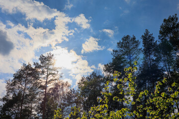 A beautiful horizontal view of a mixed forest under a slightly overcast spring sky