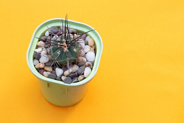 Gymnocalycium armatum cactus on the table. Selective focus. Picture for articles about hobbies, plants.