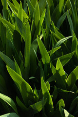 Plant leaves close up for background