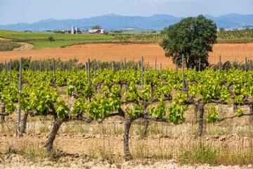 Fototapeta na wymiar Vineyards in the spring in the Subirats wine region in the province of Barcelona