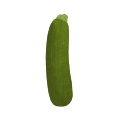 Zucchini illustration on white background. Vegetable. Design for recipes, menus, food shop and more. 
