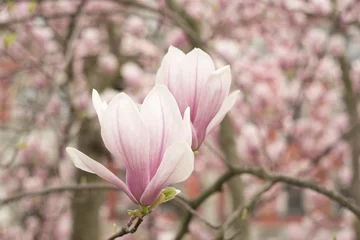 Foto op Canvas Kwitnące kwiaty magnolii.  © ChemiQ