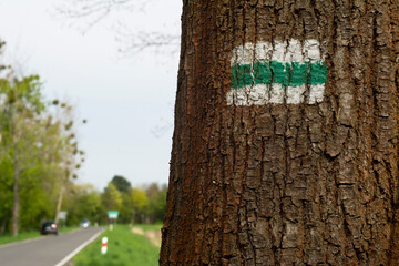 Zielony szlak namalowany na przydrożnym drzewie. - obrazy, fototapety, plakaty