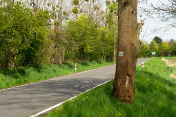 Zielony szlak namalowany na przydrożnym drzewie. - obrazy, fototapety, plakaty