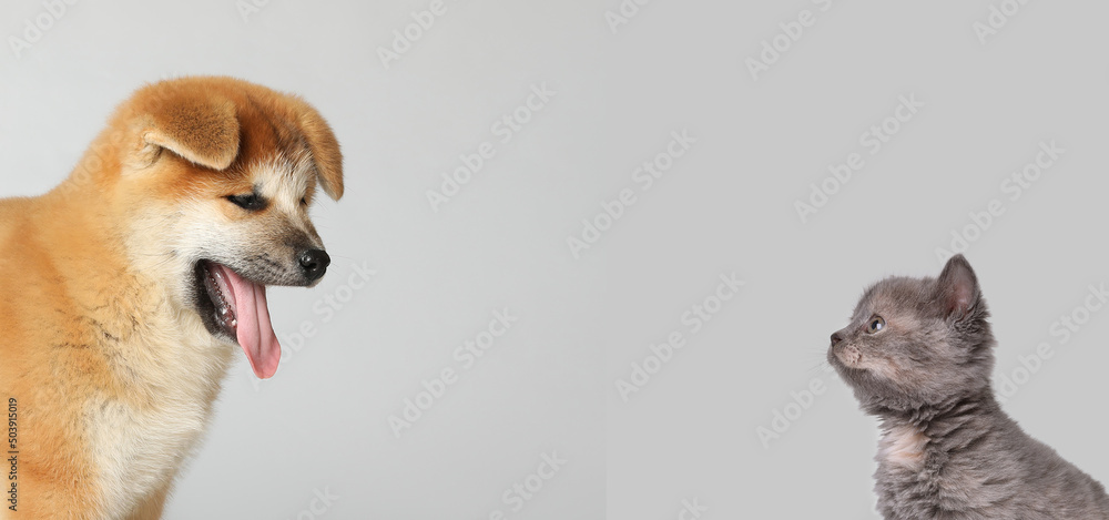 Wall mural Cute dog and cat on light grey background, space for text. Banner design