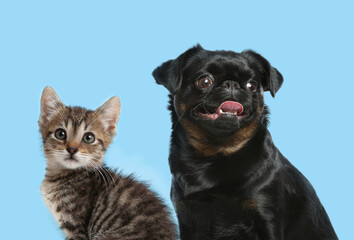 Cute dog and cat on turquoise background. Lovely pets