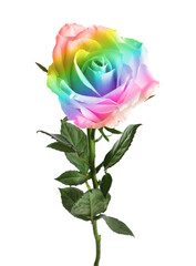 Beautiful rose toned in rainbow colors on white background