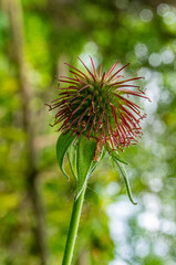 Burdock flower close-up on a blurred background