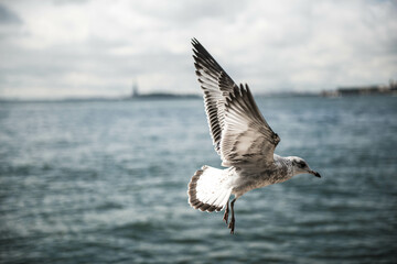 Naklejka premium seagull in flight