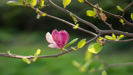 pink magnolia blossoms in spring. beautiful flowers on a branch in the morning light. Green background