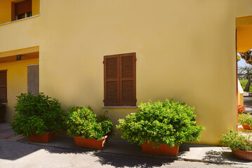 Fototapeta na wymiar Beautiful green bushes in plant pots near house on sunny day
