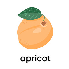 Fresh apricot. Cute vector illustration