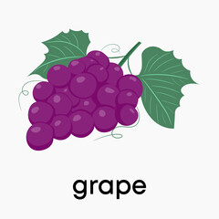 Purple grapes. Vector illustration of grapes