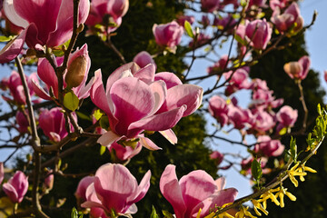 magnolia blossoms, spring time concept